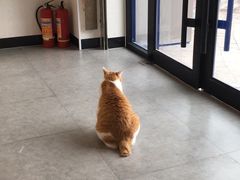 -凯特喵百思猫专科医院