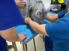 -萌兽医馆·绝育·24小时内科·宠物医院(德胜店)