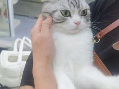 -爱洗澡的猫(天河路店)