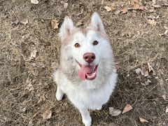 -派多格宠物·购宠(靛厂路店)