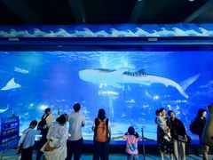 -烟台海昌鲸鲨海洋公园