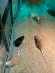 -酷嗒动物文化乐园(cutezoo西溪乐天城店)