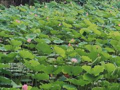 -荔湾湖公园