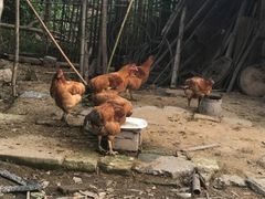 -南汇新场正宗水蜜桃采摘
