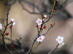 -梅花山(明孝陵内)