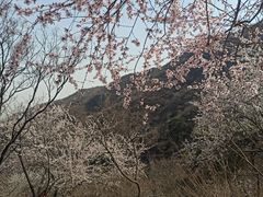 -香山公园