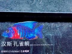 -江和美海洋公园