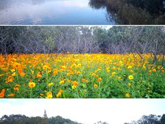 -上海吴淞炮台湾国家湿地公园