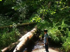 -五营红松林海景区