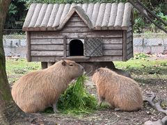 -上海野生动物园