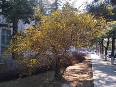 -东北大学(南湖校区)