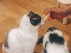 -Cappucimeow猫咪咖啡馆(韦伯时代店)