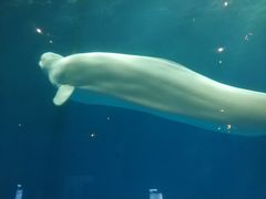 景点-华夏文旅海洋公园