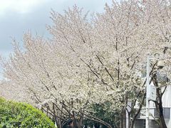 -武汉大学-樱园