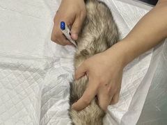 -瑞派名望24h动物医院异宠专科·猫专科·骨科·重症监护分院