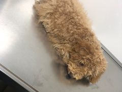 -康乐宝动物医院