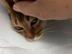 -达爱动物医院·犬猫分区·CT·复杂眼科(远洋山水分院)