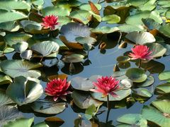 -国家植物园南园