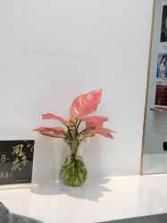 -YESIDO椰岛造型