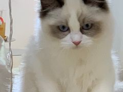 -Heymao猫咖.咖啡厅(东门店)