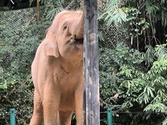 -广州长隆野生动物世界