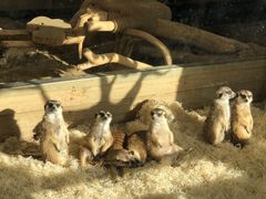 -大连森林动物园