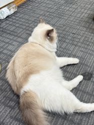 -邵老师打金·黄金加工(大望路总店)