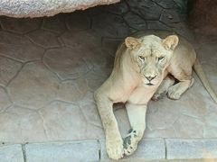 -北京野生动物园