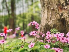 -上海共青森林公园