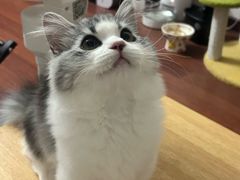 -小猫来了·猫舍(红山六九七九店)