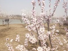 -西青郊野公园