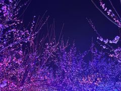 -香雪海