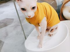 -BABIT巴比特宠物(MOMOPARK店)