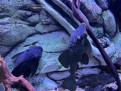 -上海海洋水族馆