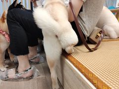 -柴迷FANS CLUB·柴犬狗咖·猫咖
