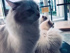 -瞄一喵猫咖(格力海岸店)
