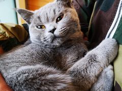 -猫的茶·猫咖