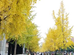 -四川大学(望江校区)