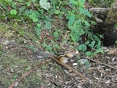 -五营红松林海景区