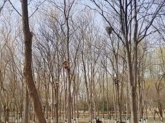 -大兴滨河森林公园