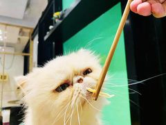 -猫色咖啡·猫咖