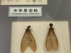 -上海昆虫博物馆