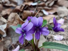 -东方豪客牛排意面披萨(金凤万达店)