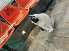 -猫咪博物馆(顶澳仔猫街店)