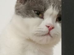 -猫爪屋猫咖(乐汇城店)