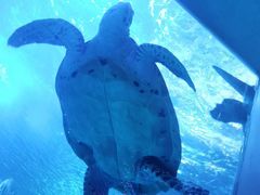 -太平洋海底世界