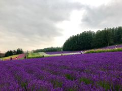 -富田农场