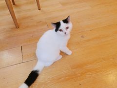 -猫咪派对(江南西店)