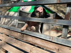 -北京鹿世界主题园