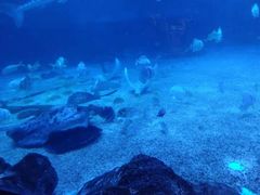 -烟台海昌鲸鲨海洋公园